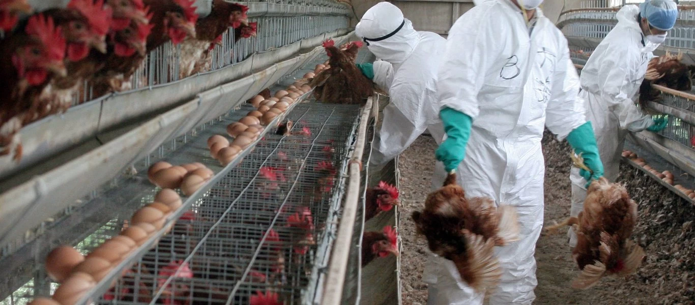  Πρώτη μόλυνση παγκοσμίως στην Κίνα από το νέο στέλεχος της γρίπης των πτηνών H10N3